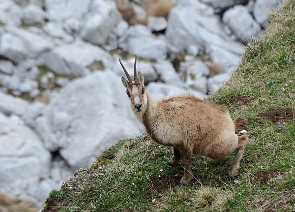 Camoscio d''Abruzzo Rupicapra pyrenaica ornata