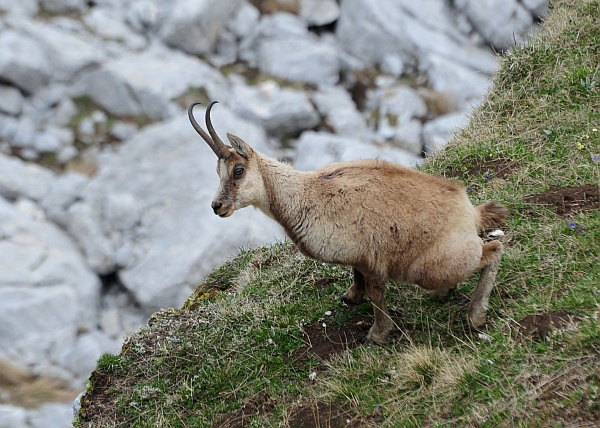 Camoscio d''Abruzzo Rupicapra pyrenaica ornata