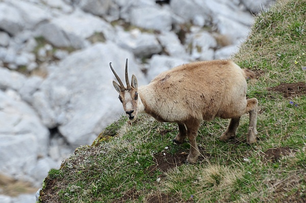 Camoscio d''Abruzzo Rupicapra pyrenaica ornata