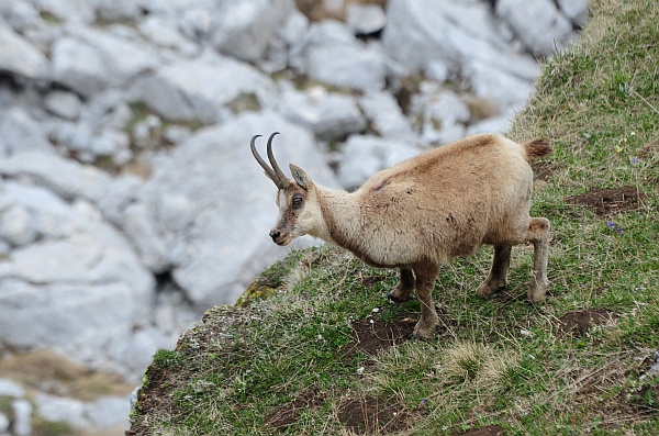 Camoscio d''Abruzzo Rupicapra pyrenaica ornata