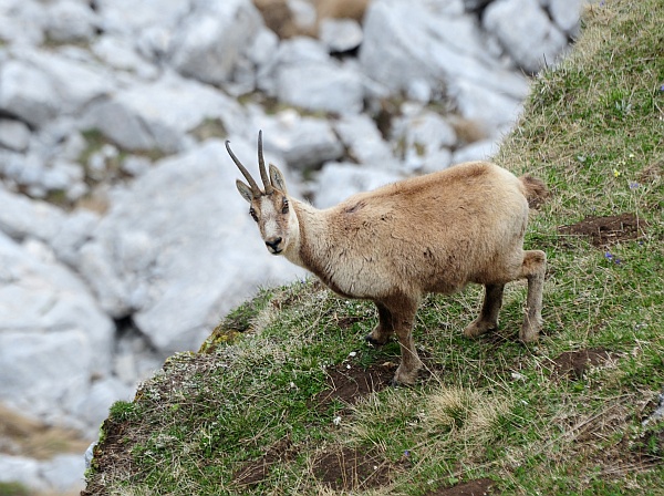Camoscio d''Abruzzo Rupicapra pyrenaica ornata