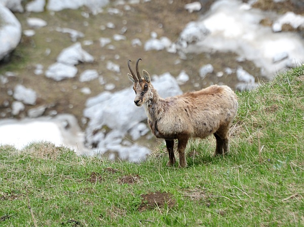 Camoscio d''Abruzzo Rupicapra pyrenaica ornata