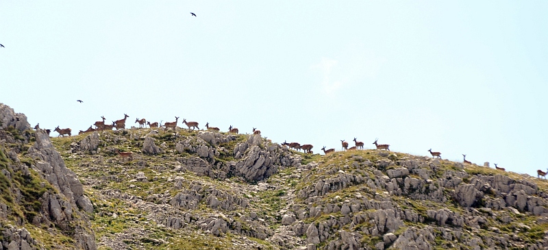 PASSIONE PER IL CERVO