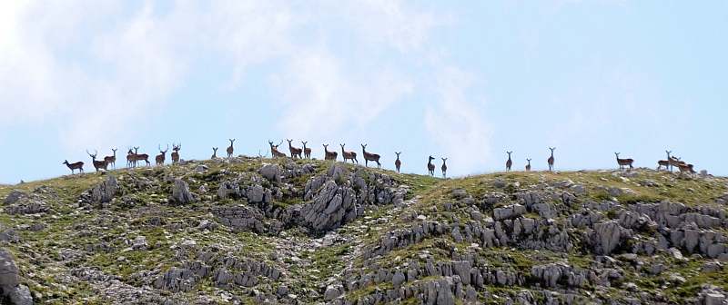 PASSIONE PER IL CERVO