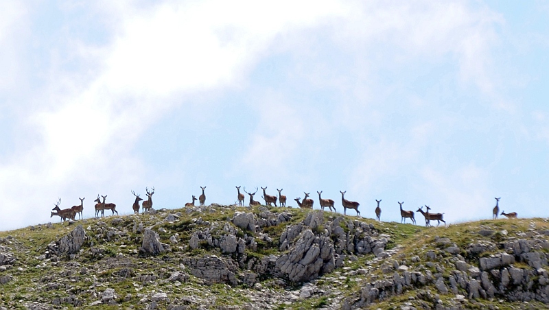 PASSIONE PER IL CERVO