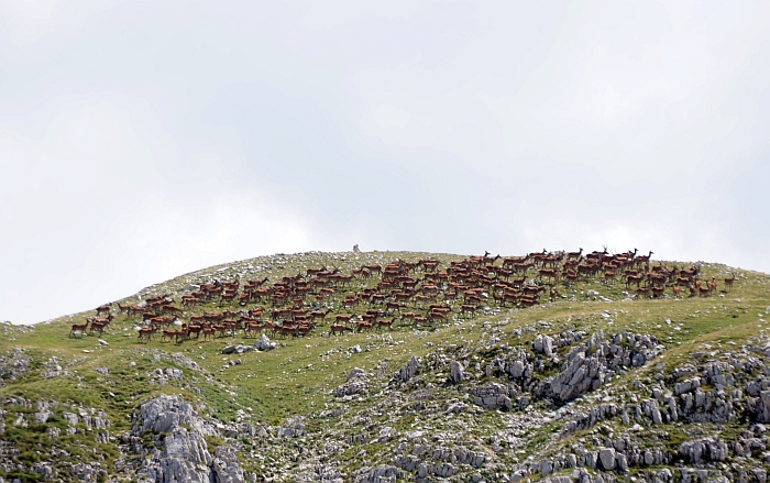 PASSIONE PER IL CERVO