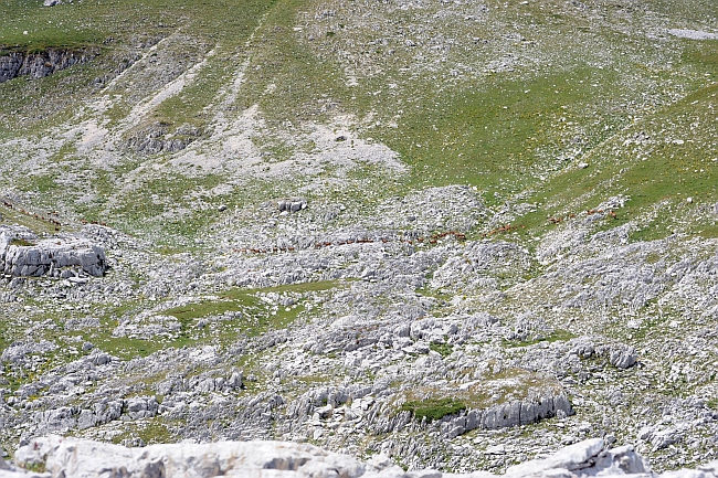 PASSIONE PER IL CERVO