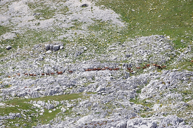 PASSIONE PER IL CERVO