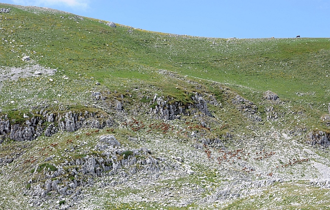 PASSIONE PER IL CERVO