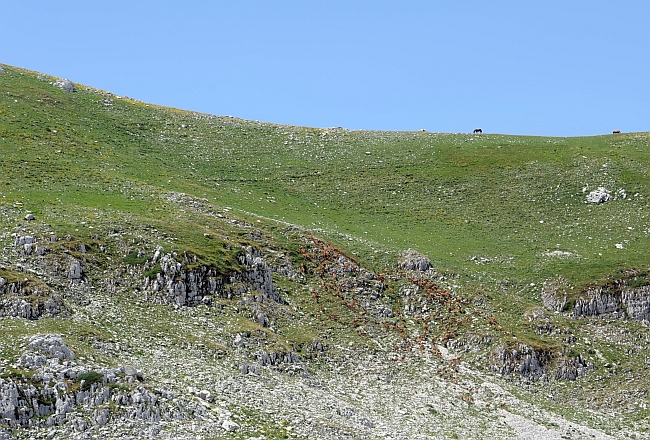 PASSIONE PER IL CERVO