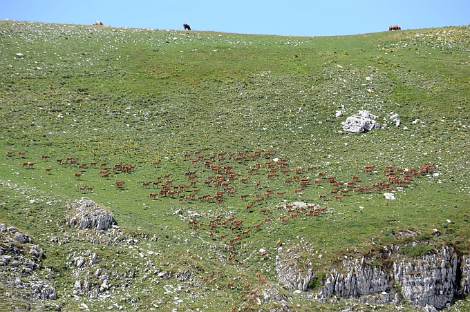 PASSIONE PER IL CERVO