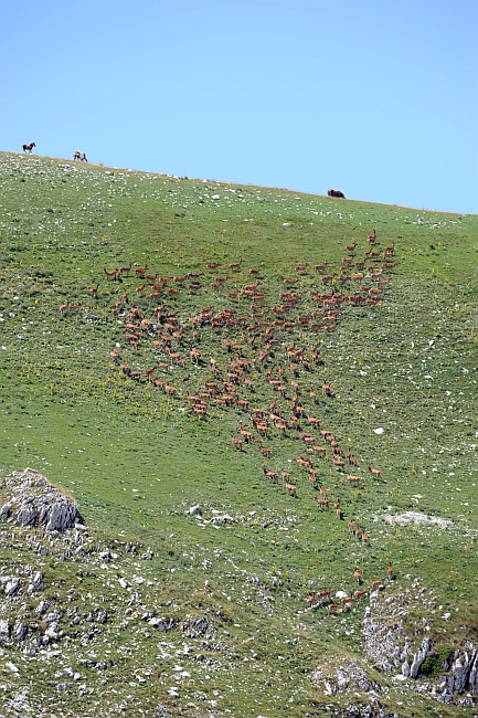 PASSIONE PER IL CERVO