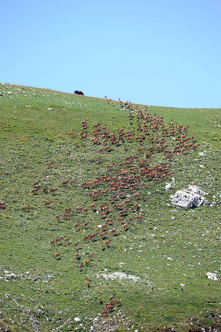 PASSIONE PER IL CERVO