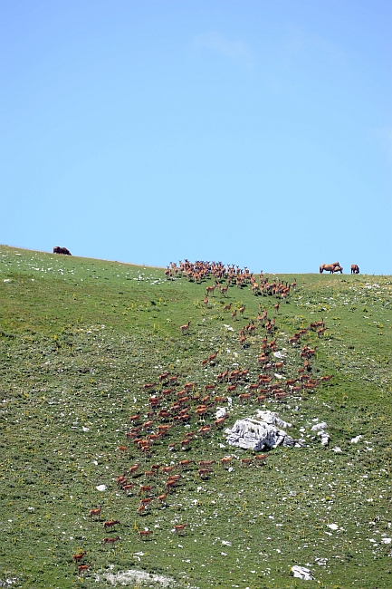 PASSIONE PER IL CERVO