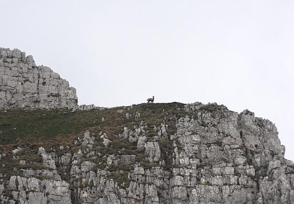 Camoscio d''Abruzzo Rupicapra pyrenaica ornata