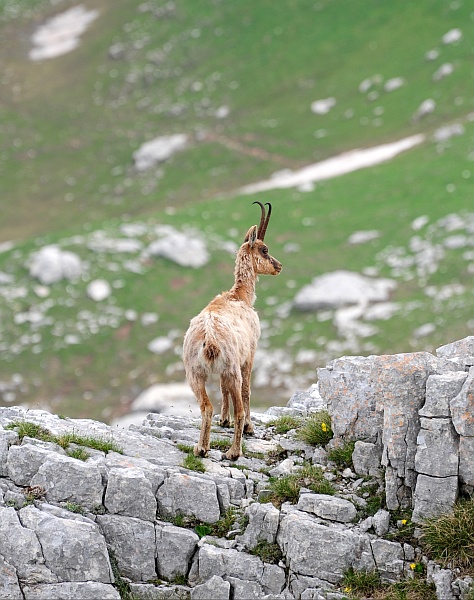 Camoscio d''Abruzzo Rupicapra pyrenaica ornata