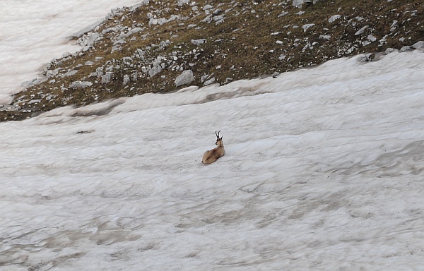 Camoscio d''Abruzzo Rupicapra pyrenaica ornata