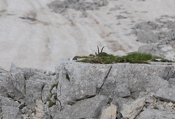 Camoscio d''Abruzzo Rupicapra pyrenaica ornata