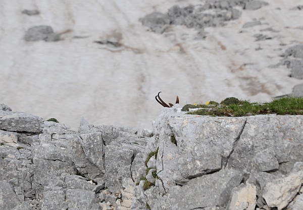 Camoscio d''Abruzzo Rupicapra pyrenaica ornata