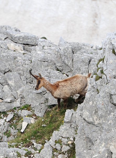 Camoscio d''Abruzzo Rupicapra pyrenaica ornata