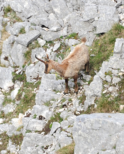 Camoscio d''Abruzzo Rupicapra pyrenaica ornata