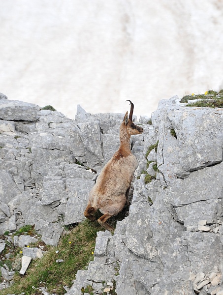 Camoscio d''Abruzzo Rupicapra pyrenaica ornata