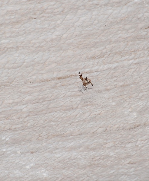 Camoscio d''Abruzzo Rupicapra pyrenaica ornata