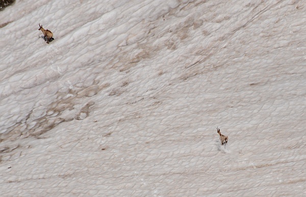 Camoscio d''Abruzzo Rupicapra pyrenaica ornata