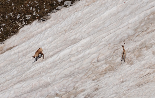 Camoscio d''Abruzzo Rupicapra pyrenaica ornata