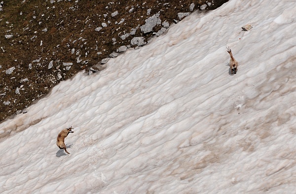 Camoscio d''Abruzzo Rupicapra pyrenaica ornata