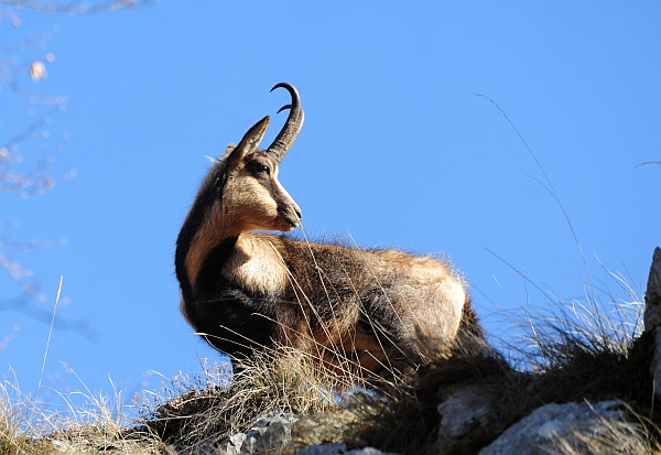 Camoscio d''Abruzzo Rupicapra pyrenaica ornata