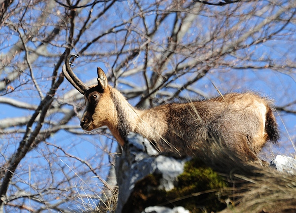 Camoscio d''Abruzzo Rupicapra pyrenaica ornata