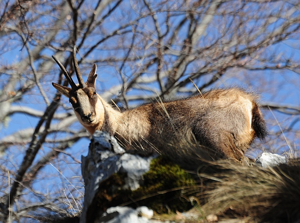 Camoscio d''Abruzzo Rupicapra pyrenaica ornata