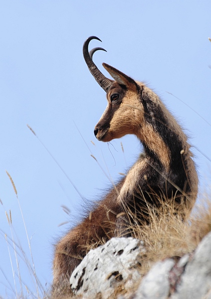 Camoscio d''Abruzzo Rupicapra pyrenaica ornata
