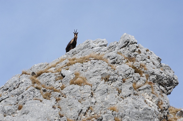 Camoscio d''Abruzzo Rupicapra pyrenaica ornata
