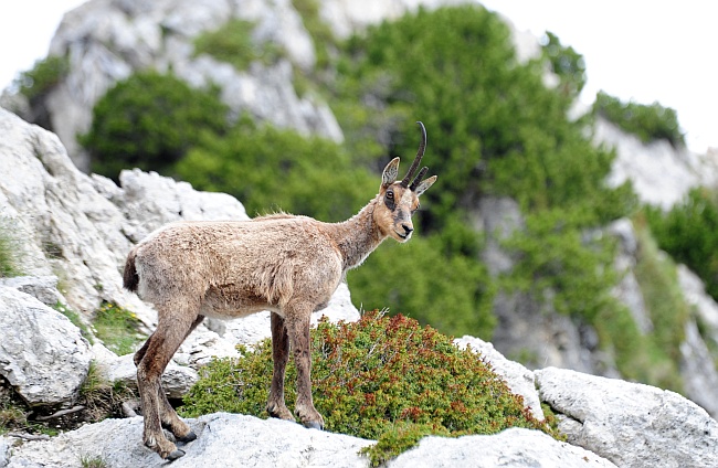 Camoscio d''Abruzzo Rupicapra pyrenaica ornata