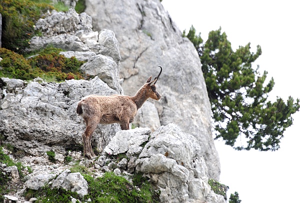 Camoscio d''Abruzzo Rupicapra pyrenaica ornata