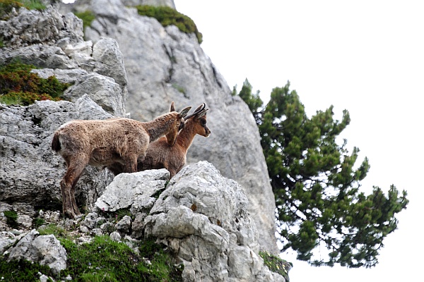 Camoscio d''Abruzzo Rupicapra pyrenaica ornata