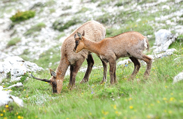 Camoscio d''Abruzzo Rupicapra pyrenaica ornata