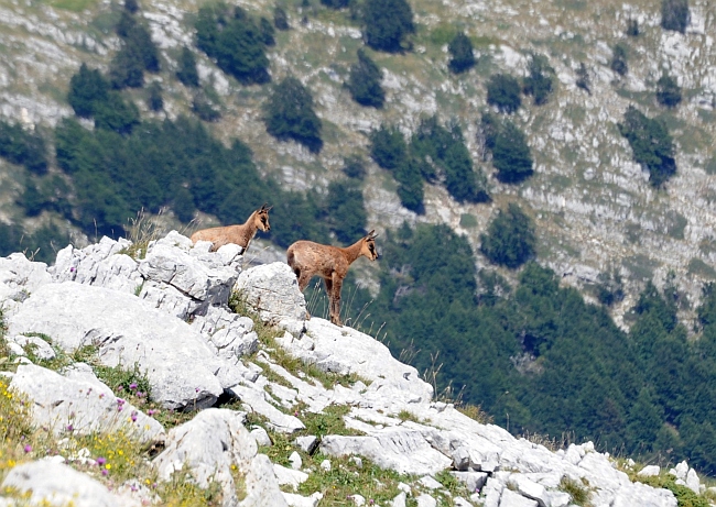 Camoscio d''Abruzzo Rupicapra pyrenaica ornata