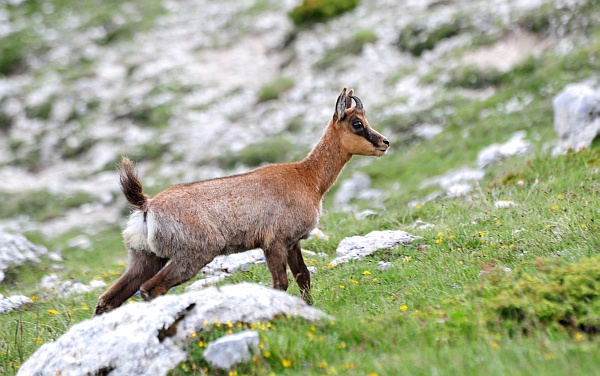 Camoscio d''Abruzzo Rupicapra pyrenaica ornata
