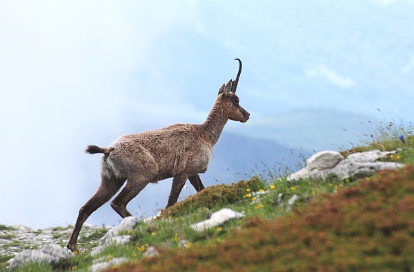 Camoscio d''Abruzzo Rupicapra pyrenaica ornata