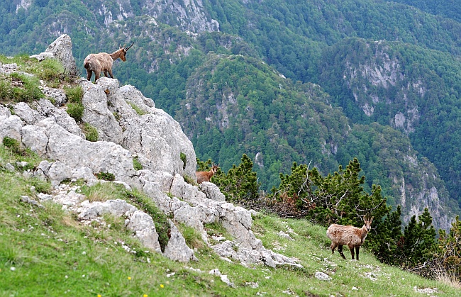 Camoscio d''Abruzzo Rupicapra pyrenaica ornata