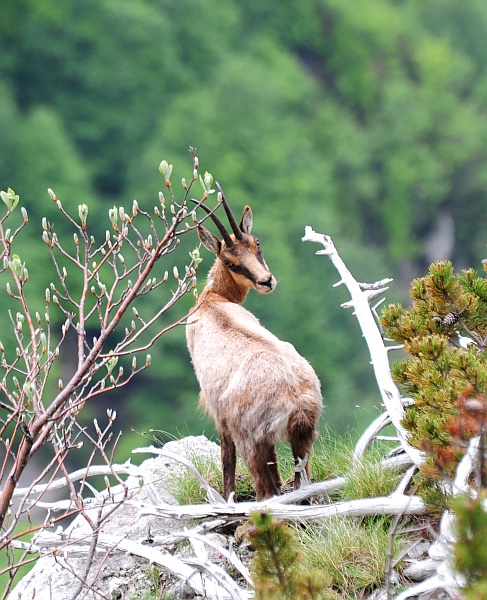 Camoscio d''Abruzzo Rupicapra pyrenaica ornata