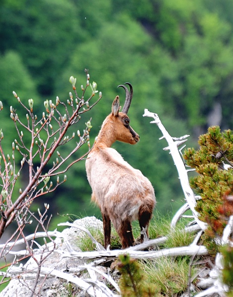 Camoscio d''Abruzzo Rupicapra pyrenaica ornata