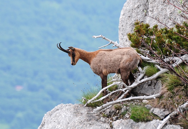 Camoscio d''Abruzzo Rupicapra pyrenaica ornata