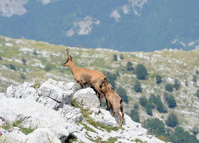 Camoscio d''Abruzzo Rupicapra pyrenaica ornata