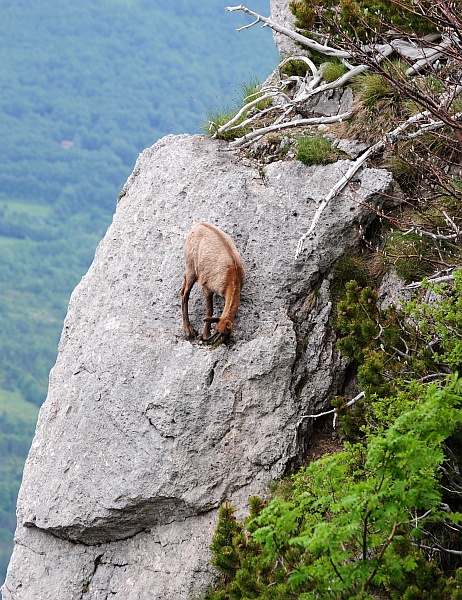 Camoscio d''Abruzzo Rupicapra pyrenaica ornata