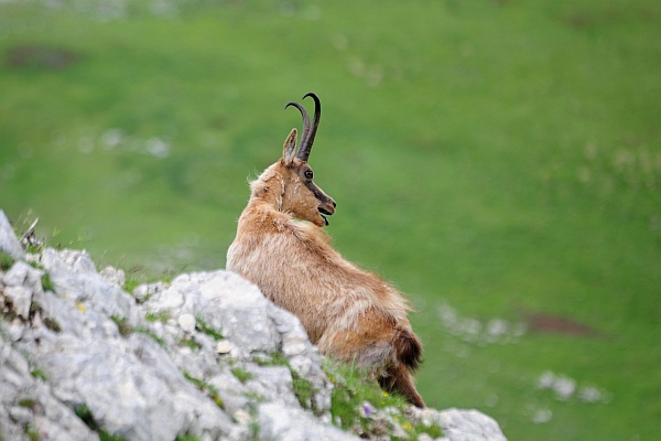 Camoscio d''Abruzzo Rupicapra pyrenaica ornata