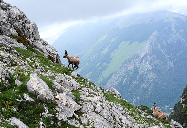 Camoscio d''Abruzzo Rupicapra pyrenaica ornata